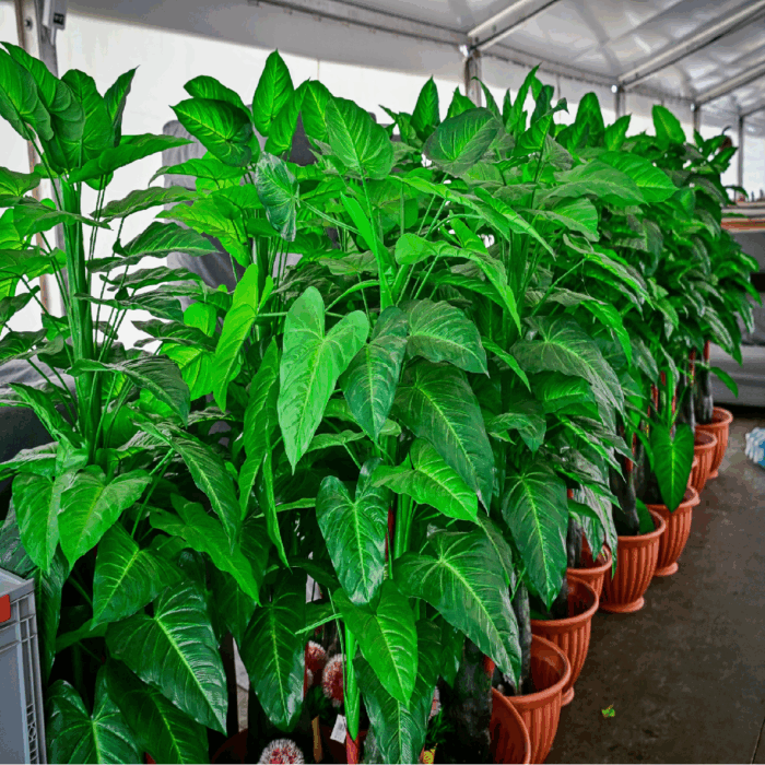 Umělá palma- Malá / Velká